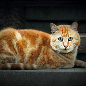 Портрет дворовой кошки
