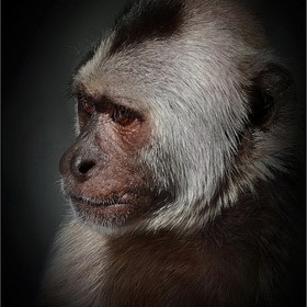 Портрет обезьянки...