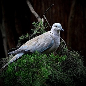 Горлица (дикий голубь,естественная среда обитания)
