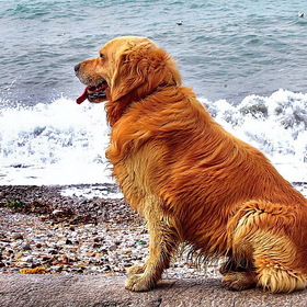 Рыжий пёс  и Чёрное море....
