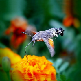Бражник-хоботник (колибри мира насекомых)