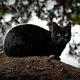Черный кот...