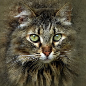 Портрет котёнка