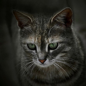 Портрет зеленоглазого котёнка....